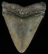 Serrated, Juvenile Megalodon Tooth - Georgia #59217-1